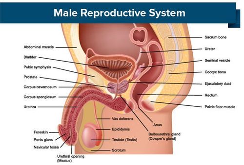 organele genitale masculine în erecție