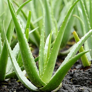 Aloe cu miere: proprietăți și rețete - Laringită 